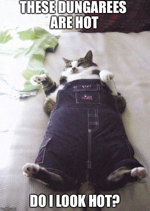 Fat Cat | THESE DUNGAREES ARE HOT DO I LOOK HOT? | image tagged in memes,fat cat | made w/ Imgflip meme maker