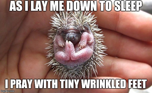 Heavenly Hedgehog | AS I LAY ME DOWN TO SLEEP I PRAY WITH TINY WRINKLED FEET | image tagged in hedgehog,prayer,praying,cute,sleep | made w/ Imgflip meme maker
