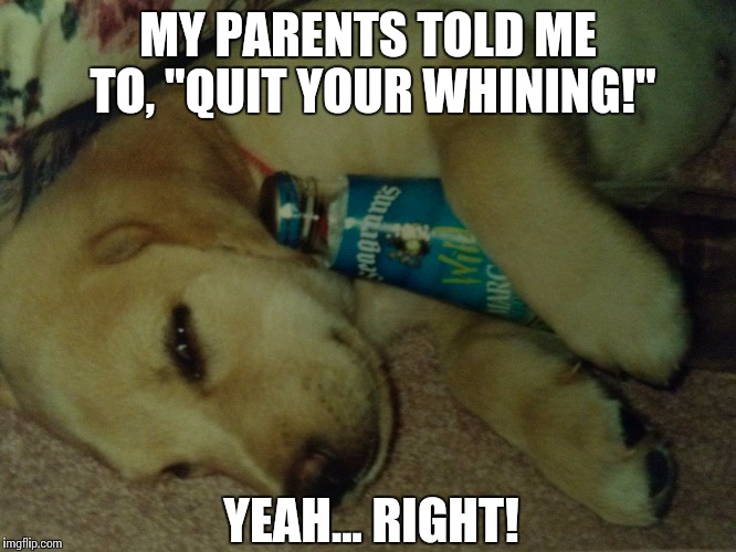 Days of whine and snoozes. | MY PARENTS TOLD ME TO, "QUIT YOUR WHINING!" YEAH... RIGHT! | image tagged in sleepy dog,puppy,cute puppy,whine,wine,bad pun dog | made w/ Imgflip meme maker