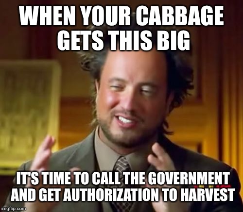 Ancient Aliens Meme | WHEN YOUR CABBAGE GETS THIS BIG IT'S TIME TO CALL THE GOVERNMENT AND GET AUTHORIZATION TO HARVEST | image tagged in memes,ancient aliens | made w/ Imgflip meme maker