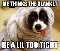 Dog wrap | ME THINKS THE BLANKET BE A LIL TOO TIGHT | image tagged in funny dogs | made w/ Imgflip meme maker