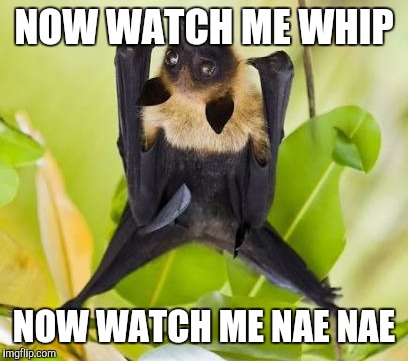 NOW WATCH ME WHIP NOW WATCH ME NAE NAE | image tagged in battish | made w/ Imgflip meme maker