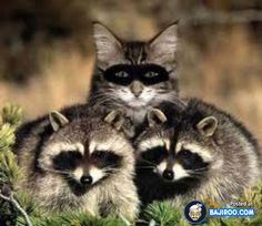 Cat Raccoon Blank Meme Template