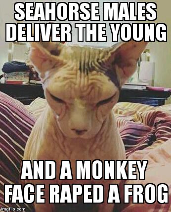 extra grumpy bald cat | SEAHORSE MALES DELIVER THE YOUNG AND A MONKEY FACE **PED A FROG | image tagged in extra grumpy bald cat | made w/ Imgflip meme maker