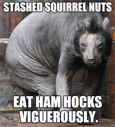 STASHED SQUIRREL NUTS EAT HAM HOCKS VIGUEROUSLY. | made w/ Imgflip meme maker