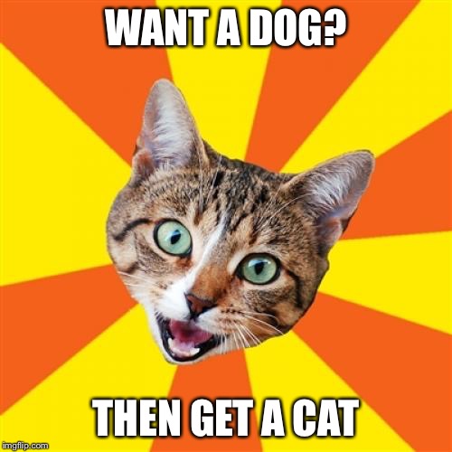 Bad advice cat | WANT A DOG? THEN GET A CAT | image tagged in memes,bad advice cat | made w/ Imgflip meme maker