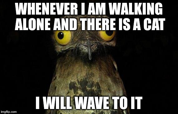 Weird Stuff I Do Potoo | WHENEVER I AM WALKING ALONE AND THERE IS A CAT I WILL WAVE TO IT | image tagged in memes,weird stuff i do potoo | made w/ Imgflip meme maker