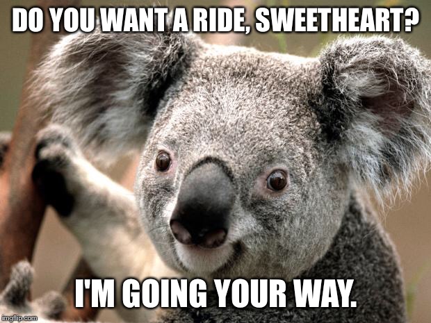 koala  | DO YOU WANT A RIDE, SWEETHEART? I'M GOING YOUR WAY. | image tagged in koala | made w/ Imgflip meme maker