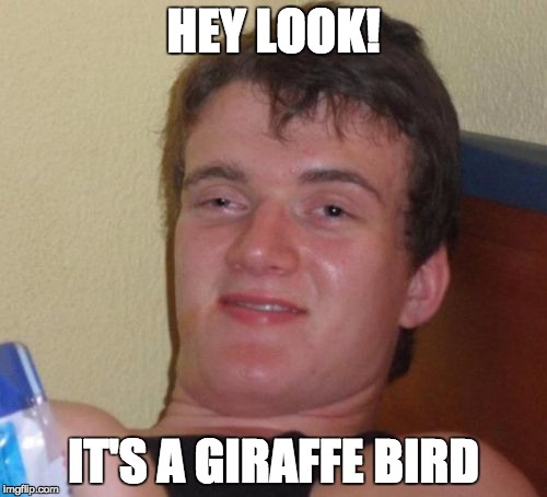 10 Guy | HEY LOOK! IT'S A GIRAFFE BIRD | image tagged in memes,10 guy,funny | made w/ Imgflip meme maker