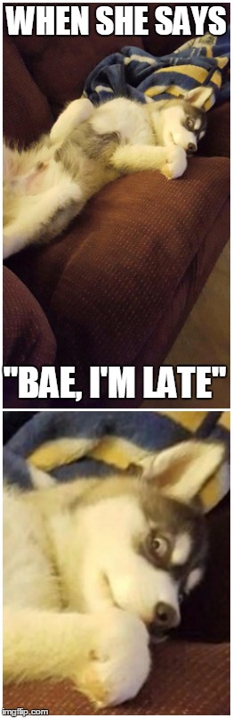 WHEN SHE SAYS "BAE, I'M LATE" | image tagged in husky,puppy | made w/ Imgflip meme maker