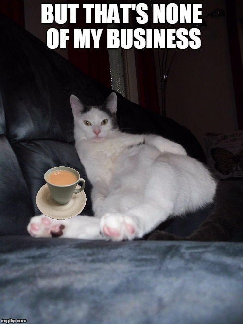 cat | BUT THAT'S NONE OF MY BUSINESS | image tagged in cat | made w/ Imgflip meme maker