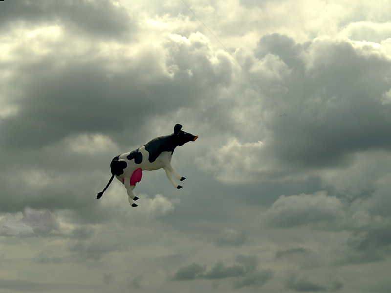 Cows can fly. 