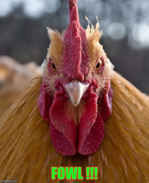 Angry Chicken | FOWL !!! | image tagged in angry chicken,sports humor | made w/ Imgflip meme maker