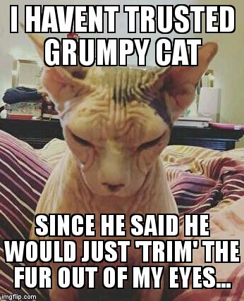 extra grumpy bald cat | I HAVENT TRUSTED GRUMPY CAT  SINCE HE SAID HE WOULD JUST 'TRIM' THE FUR OUT OF MY EYES... | image tagged in extra grumpy bald cat | made w/ Imgflip meme maker