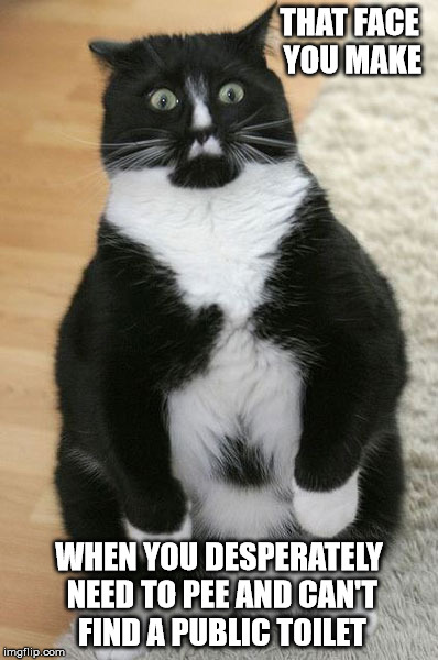 Bustin' Kitty | THAT FACE YOU MAKE WHEN YOU DESPERATELY NEED TO PEE AND CAN'T FIND A PUBLIC TOILET | image tagged in kitty,cat,pee,desperate | made w/ Imgflip meme maker