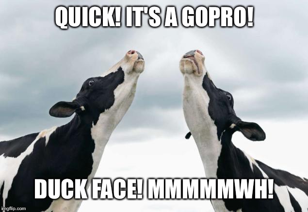 singing cows | QUICK! IT'S A GOPRO! DUCK FACE!MMMMMWH! | image tagged in singing cows | made w/ Imgflip meme maker