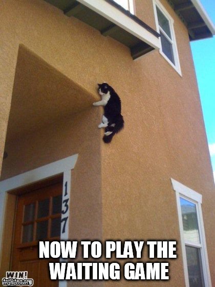 image tagged in funny,cats | made w/ Imgflip meme maker