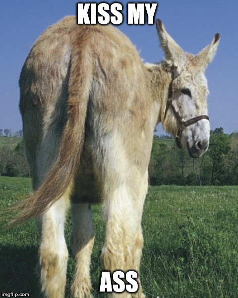 kiss my donkey ass