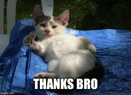 Good effort cat | THANKS BRO | image tagged in good effort cat | made w/ Imgflip meme maker