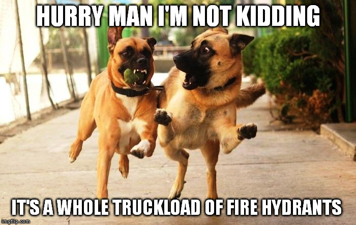 So many fire hydrants | HURRY MAN I'M NOT KIDDING; IT'S A WHOLE TRUCKLOAD OF FIRE HYDRANTS | image tagged in meme,funny animals | made w/ Imgflip meme maker