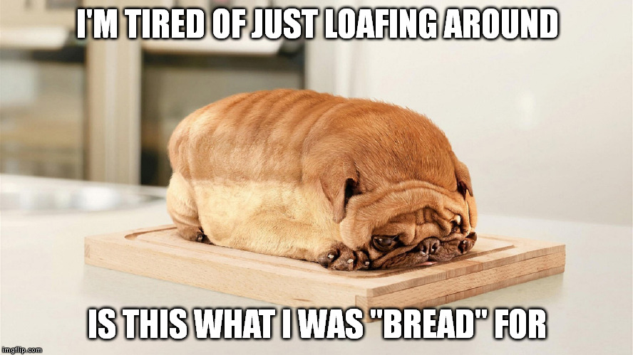 Bad bun Dog? | I'M TIRED OF JUST LOAFING AROUND; IS THIS WHAT I WAS "BREAD" FOR | image tagged in meme,funny animals | made w/ Imgflip meme maker