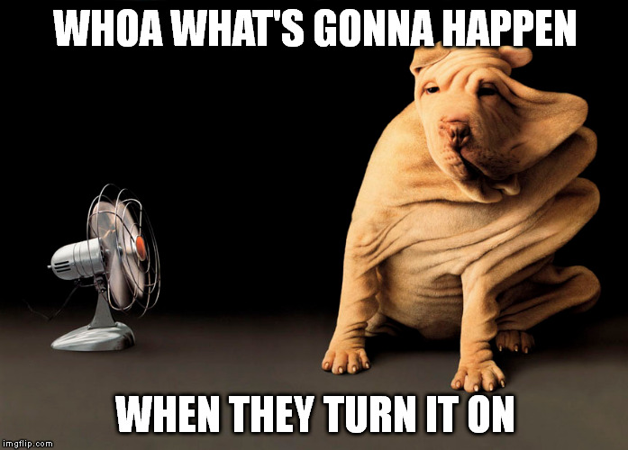 Category 5 | WHOA WHAT'S GONNA HAPPEN; WHEN THEY TURN IT ON | image tagged in meme,funny animals | made w/ Imgflip meme maker