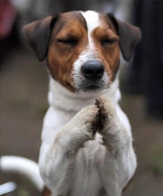 Image result for prayer meme with dogs