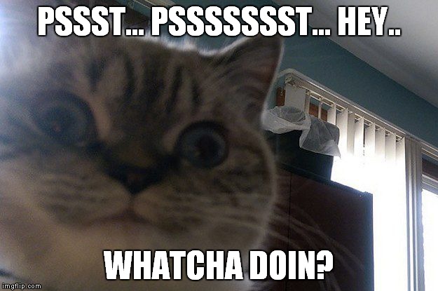 Are you busy? | PSSST... PSSSSSSST... HEY.. WHATCHA DOIN? | image tagged in crazy cat | made w/ Imgflip meme maker
