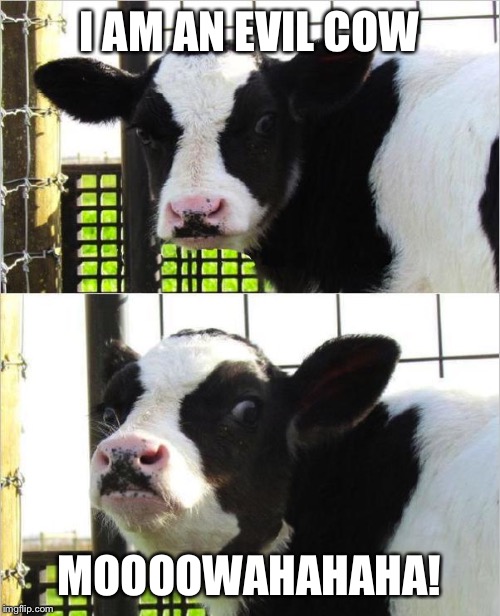 Evil cow | I AM AN EVIL COW; MOOOOWAHAHAHA! | image tagged in cows,laughing villains | made w/ Imgflip meme maker