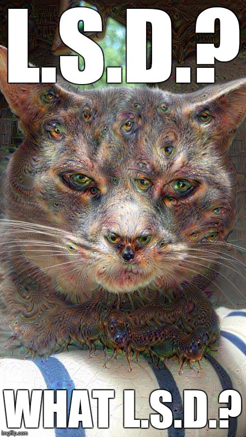 L.S.D.? WHAT L.S.D.? | image tagged in acid,cat,drugs,trippy | made w/ Imgflip meme maker