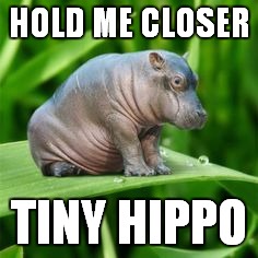 HOLD ME CLOSER TINY HIPPO | made w/ Imgflip meme maker