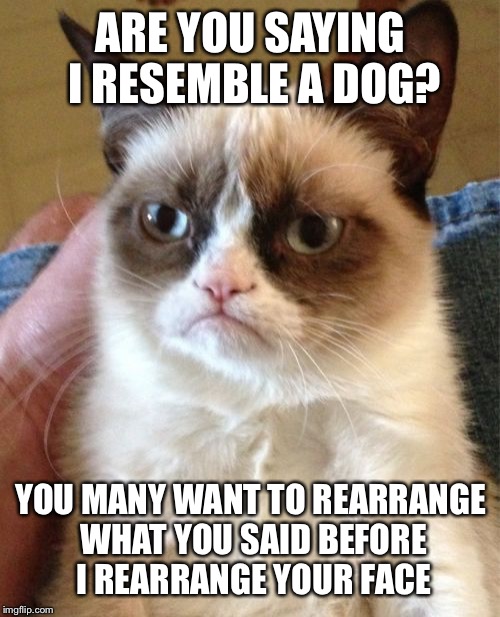 Grumpy Cat Meme | ARE YOU SAYING I RESEMBLE A DOG? YOU MANY WANT TO REARRANGE WHAT YOU SAID BEFORE I REARRANGE YOUR FACE | image tagged in memes,grumpy cat | made w/ Imgflip meme maker