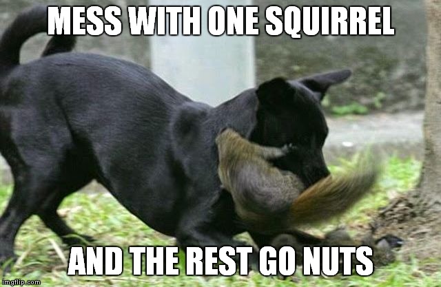 Squirrel self defense level 10 | MESS WITH ONE SQUIRREL; AND THE REST GO NUTS | image tagged in squirrel,dog,vs | made w/ Imgflip meme maker