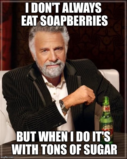 The Most Interesting Man In The World Meme | I DON'T ALWAYS EAT SOAPBERRIES; BUT WHEN I DO IT'S WITH TONS OF SUGAR | image tagged in memes,the most interesting man in the world | made w/ Imgflip meme maker