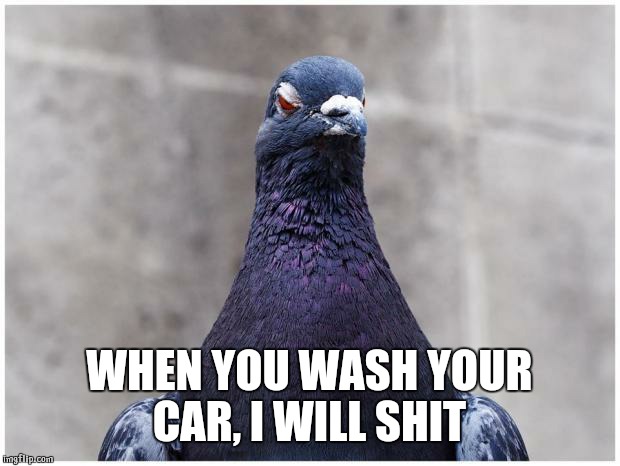 Hatred Pigeon | WHEN YOU WASH YOUR CAR, I WILL SHIT | image tagged in hatred pigeon | made w/ Imgflip meme maker