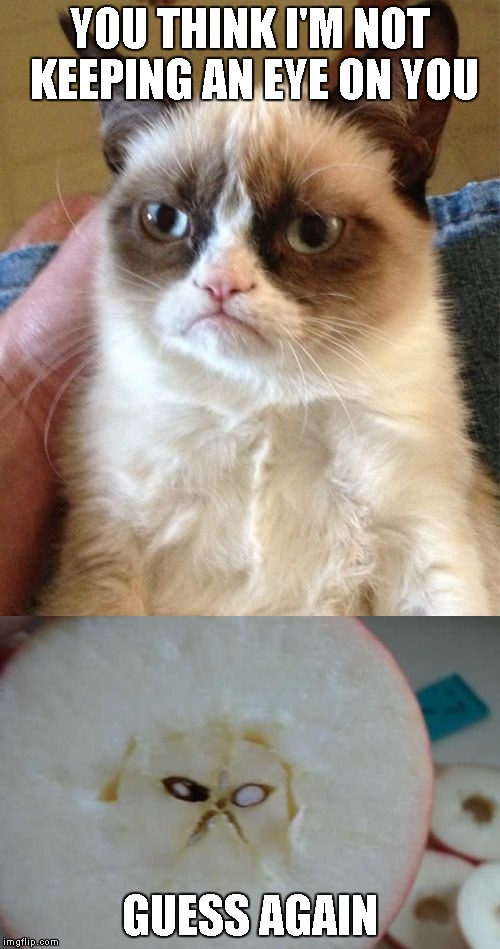 Grumpy Cat is everywhere! | YOU THINK I'M NOT KEEPING AN EYE ON YOU; GUESS AGAIN | image tagged in grumpy cat | made w/ Imgflip meme maker