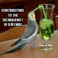 I wonder if the Mynah Bird's speech was slurred? | CONTRIBUTING TO THE DELINQUENCY OF A MYNAH | image tagged in mynah bird drinking,funny birds,memes,funny animals,birds | made w/ Imgflip meme maker
