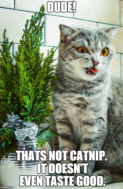 not catnip | DUDE! THATS NOT CATNIP. IT DOESN'T EVEN TASTE GOOD. | image tagged in catnip,plant,cat | made w/ Imgflip meme maker