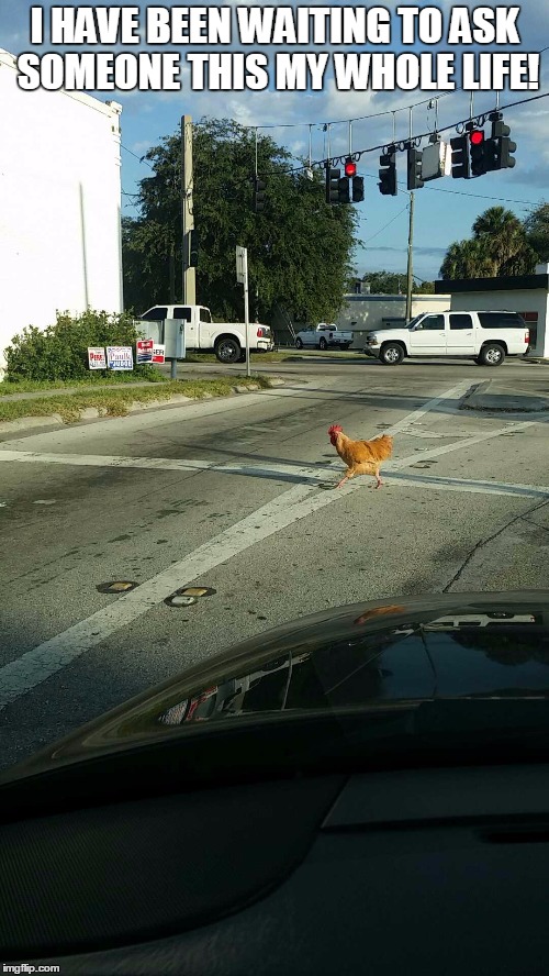 why did the chicken cross the road?  | I HAVE BEEN WAITING TO ASK SOMEONE THIS MY WHOLE LIFE! | image tagged in chicken | made w/ Imgflip meme maker