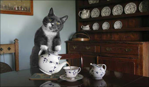 High Quality cat serving tea Blank Meme Template