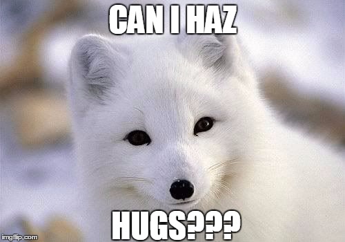 CAN I HAZ; HUGS??? | image tagged in cute,arctic fox | made w/ Imgflip meme maker