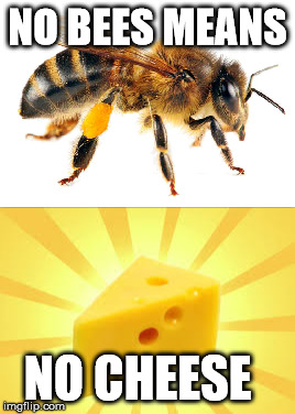 NO BEES MEANS; NO CHEESE | image tagged in bees cheese | made w/ Imgflip meme maker