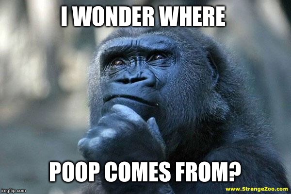 Deep Thoughts | I WONDER WHERE; POOP COMES FROM? | image tagged in deep thoughts | made w/ Imgflip meme maker