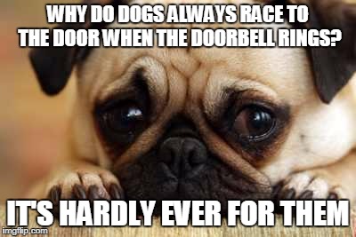 Sad Dog | WHY DO DOGS ALWAYS RACE TO THE DOOR WHEN THE DOORBELL RINGS? IT'S HARDLY EVER FOR THEM | image tagged in sad dog | made w/ Imgflip meme maker