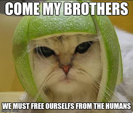 Cat Revolution | COME MY BROTHERS; WE MUST FREE OURSELFS FROM THE HUMANS | image tagged in cats,revolution,memes | made w/ Imgflip meme maker
