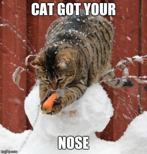Cat vs Snowman | CAT GOT YOUR; NOSE | image tagged in memes,cats | made w/ Imgflip meme maker