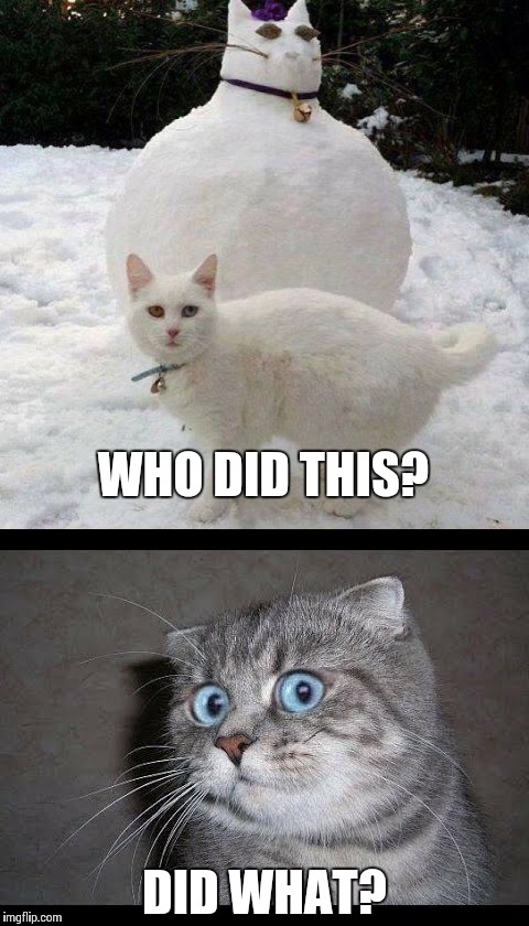 Cat pranks | WHO DID THIS? DID WHAT? | image tagged in memes,cats,funny | made w/ Imgflip meme maker