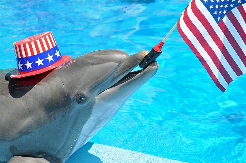 MuricaDolphin Blank Meme Template