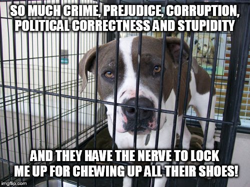 SO MUCH CRIME, PREJUDICE, CORRUPTION, POLITICAL CORRECTNESS AND STUPIDITY; AND THEY HAVE THE NERVE TO LOCK ME UP FOR CHEWING UP ALL THEIR SHOES! | image tagged in dog in jail | made w/ Imgflip meme maker