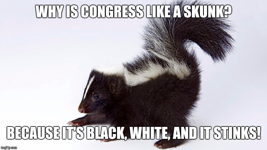 Political Skunk | WHY IS CONGRESS LIKE A SKUNK? BECAUSE IT'S BLACK, WHITE, AND IT STINKS! | image tagged in political skunk | made w/ Imgflip meme maker